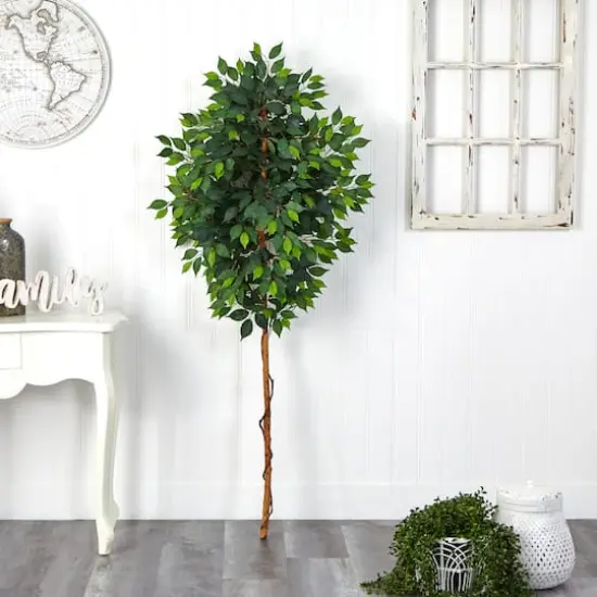 6ft. Single Ficus Tree {4}