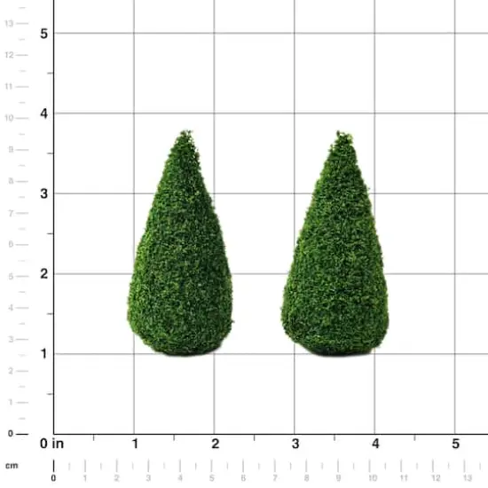 Miniature Boxwood Shrubs, 2ct. by Make Market&reg; {4}