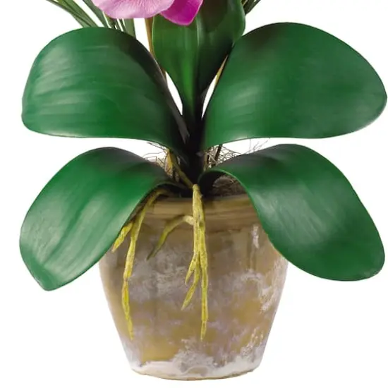 21" Moth Orchid Flower Arrangement in Ceramic Pot Mauve {3}