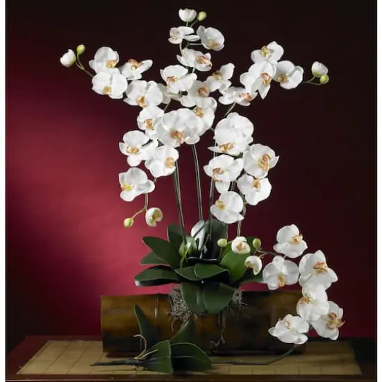 White Moth Orchid Stem, 12ct. {4}