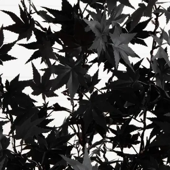 4ft. Pre-Lit Artificial Halloween Black Maple Tree with 180 Orange & Purple LED Lights {6}