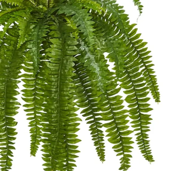 35&rdquo; Boston Fern Plant, 2ct. {3}