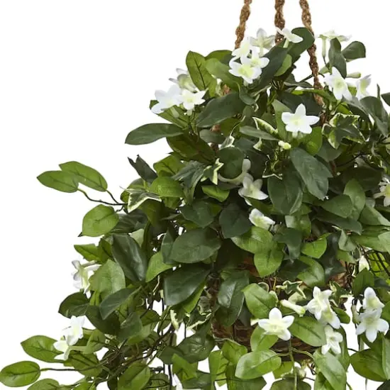 3.5ft. Stephanotis Flowering Plant in Hanging Basket {3}