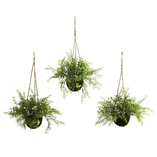 9'' Mini Ruscus, Sedum & Asparagus Fern Hanging Basket, 3ct. {1}