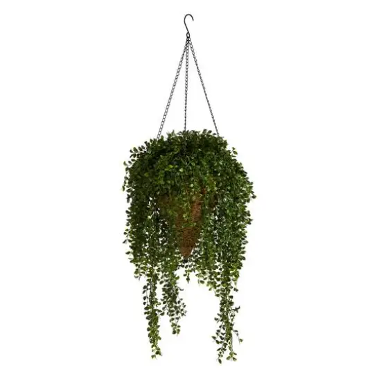 4ft. Honey Locust Plant in Hanging Cone Basket {1}