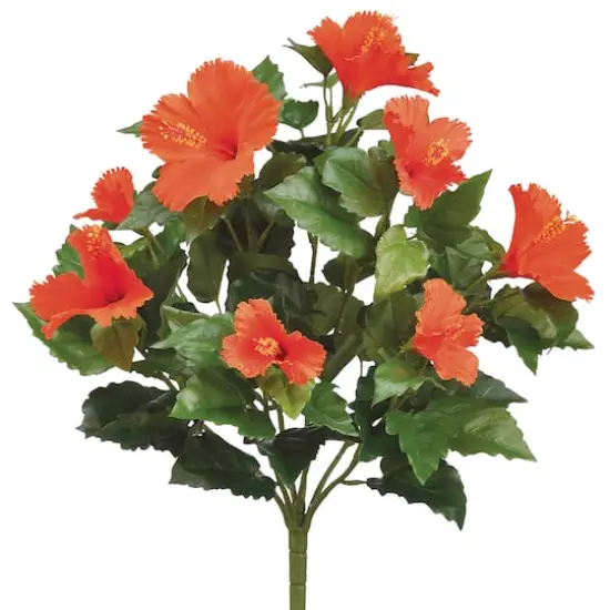 Orange Hibiscus Bush {1}