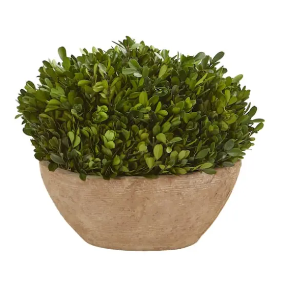 12" Boxwood Preserved Plant in Oval Planter {1}