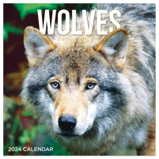 TF Publishing 2024 Wolves Mini Calendar {1}