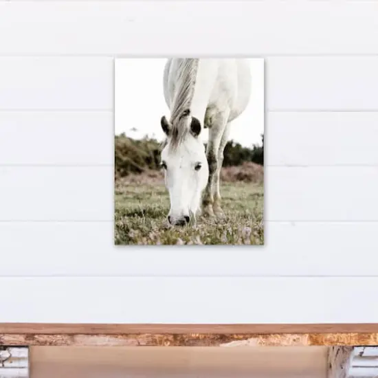 Grazing White Horse 16" x 20" Canvas Wall Art {5}
