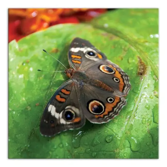 Butterfly On Leaf 24" x 24" Canvas Wall Art {1}