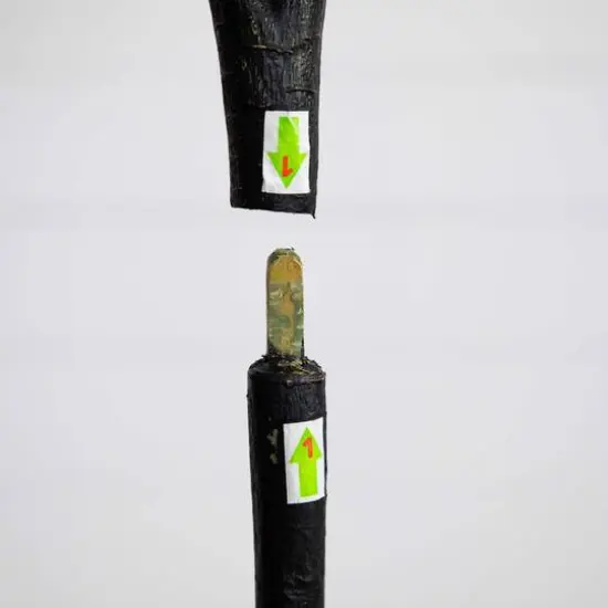 6ft. Bougainvillea Tree with White Decorative Planter {8}