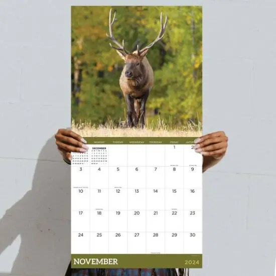 TF Publishing 2024 Deer Wall Calendar {6}