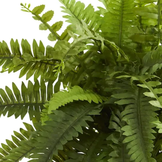 20" Boston Fern Plant in Decorative Planter {3}