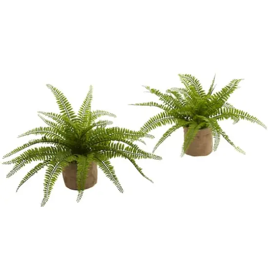 15" Boston Fern with Burlap Planter, 2ct. {1}