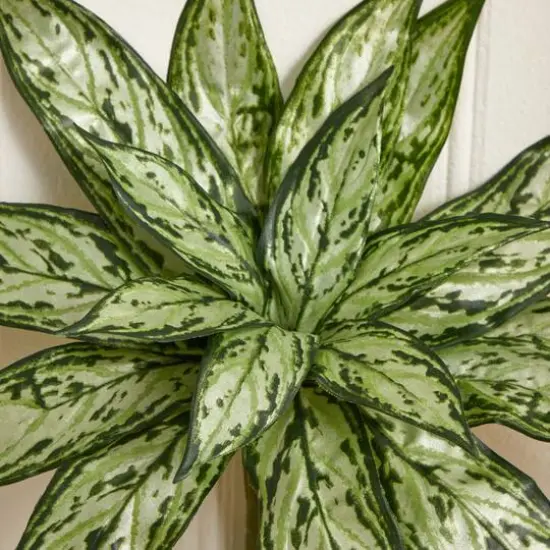 Silver Queen Plant, 6ct. {6}