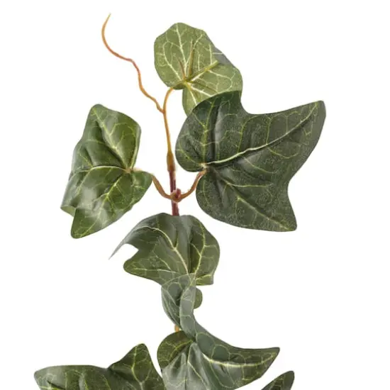 German Ivy Bush Ivy Collection by Ashland&reg; {4}