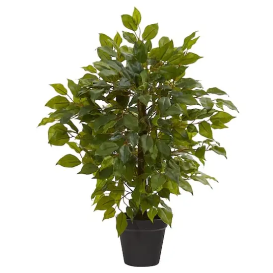 20" Potted Mini Ficus Tree {1}