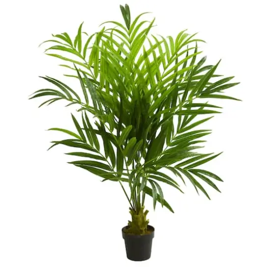 5ft. Potted Kentia Palm Tree {1}