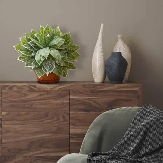 18" Chinese Evergreen Plant in Decorative Planter {3}