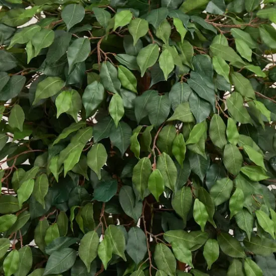 6ft. Ficus Tree with Decorative Planter {5}