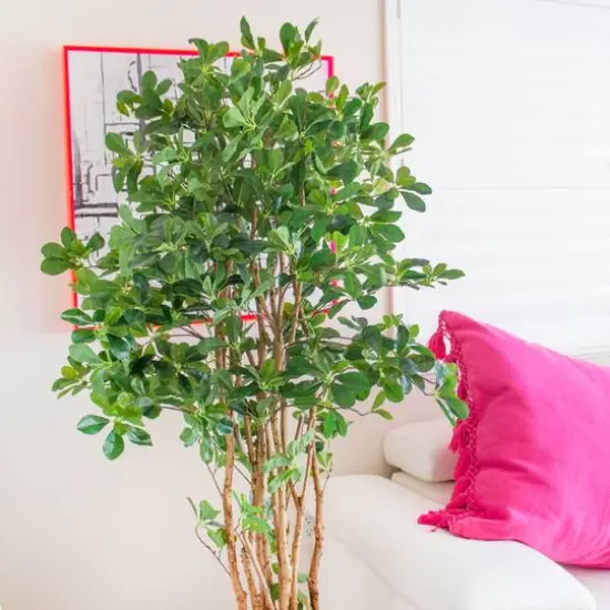 6ft. Potted Black Olive Tree {7}