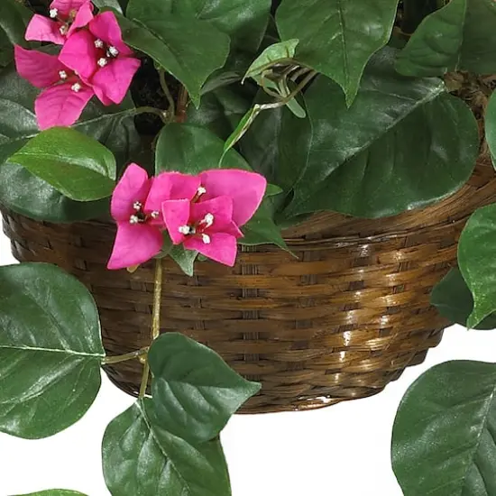 24" Pink Bougainvillea Hanging Basket {4}
