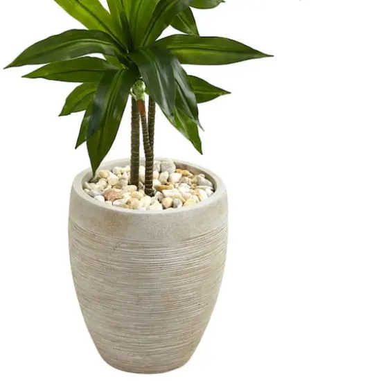 4ft. Dracaena Plant in Sand Colored Planter {4}