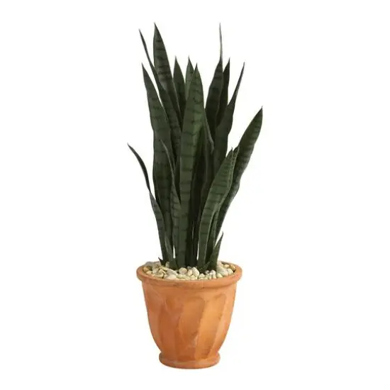 2.5ft. Snake Plant in Terra Cotta Planter {1}