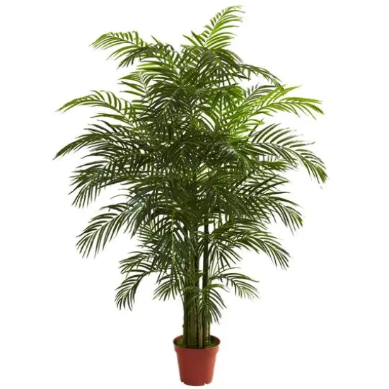 6.5ft. Potted Areca Palm {1}