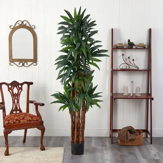6.5ft. Potted Dracaena Tree {3}