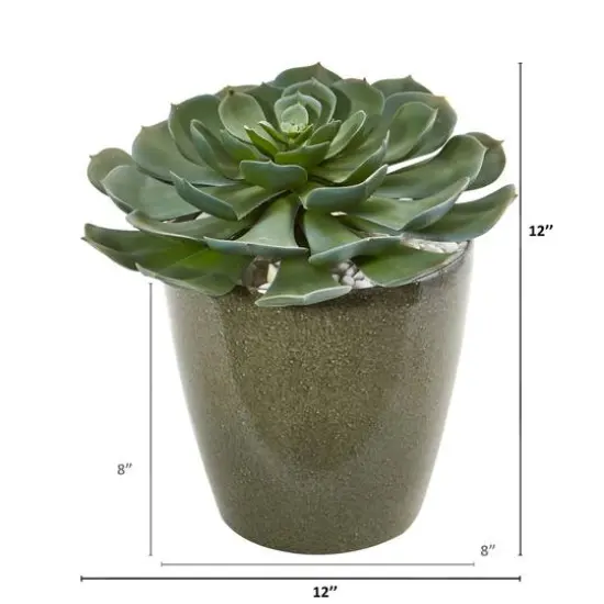 12" Echeveria Succulent in Planter {3}