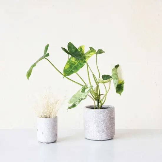 Hello Honey&reg; 4.75" Matte Pink Crackle Glaze Decorative Terra Cotta Planter {5}