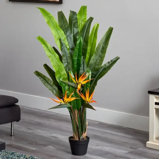 4.5ft. Potted Bird of Paradise Plant {4}