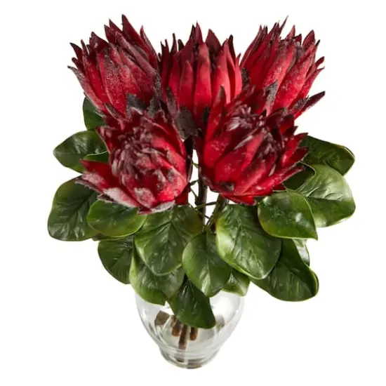 23" Red King Protea Arrangement in Glass Vase {4}