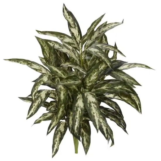 Chinese Evergreen Plant, 3ct. {1}