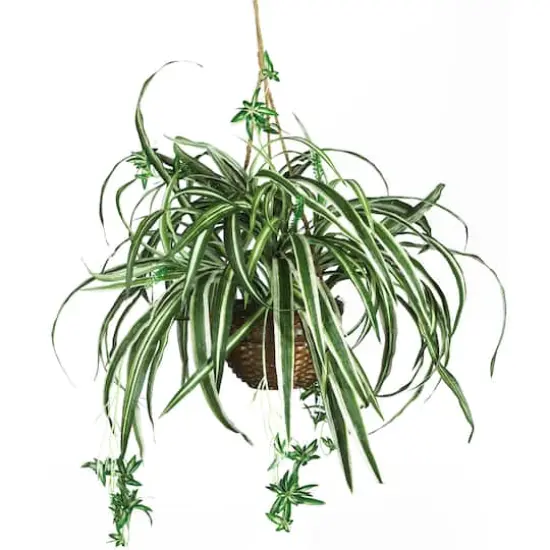 2ft. Spider Hanging Basket {1}
