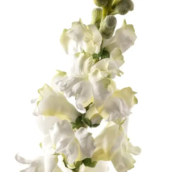 Cream Snapdragon Spray by Ashland&reg; {4}