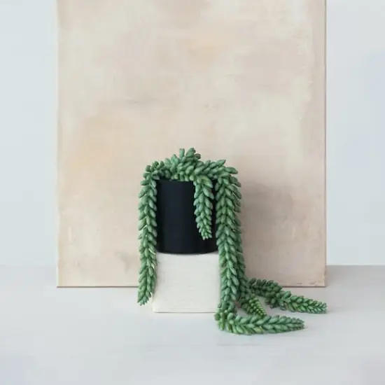 Hello Honey&reg; 22" Verdant Green Faux Donkey Tail Plant in Round Plastic Pot {3}