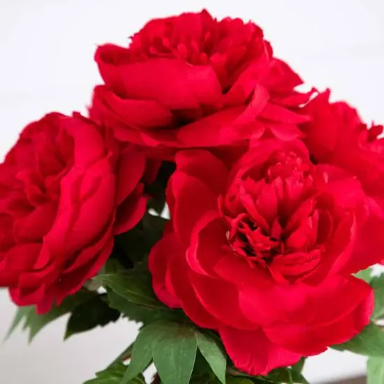 16" Red Peony Arrangement in Glass Vase {4}