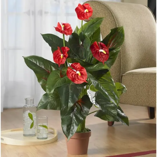 3ft. Potted Laceleaf Plant {3}