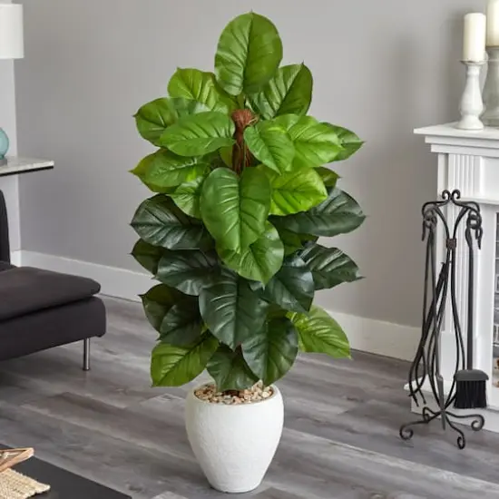 5ft. Large Leaf Philodendron Plant in White Oval Planter {3}