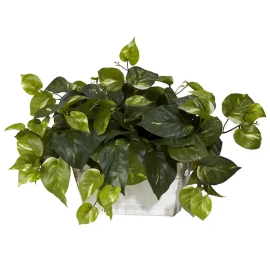 14" Pothos with White Wash Planter {3}