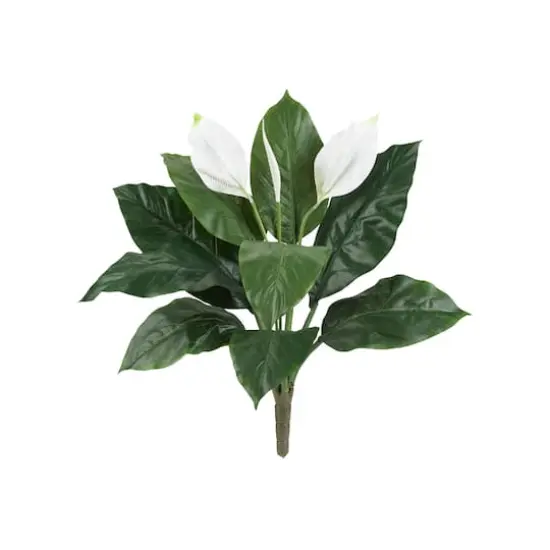 White Peace Lily Plant, 3ct. {1}