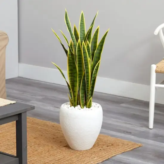 2.5ft. Green & Yellow Snake Plant in White Planter {3}