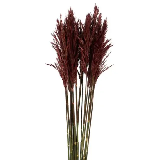 Plume Reed Preserved Bundle Merlot {3}