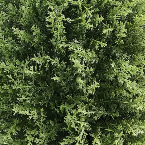 26" Cypress Tree {4}