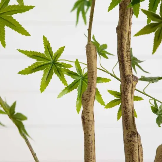 6ft. Maple Tree with White Planter {8}