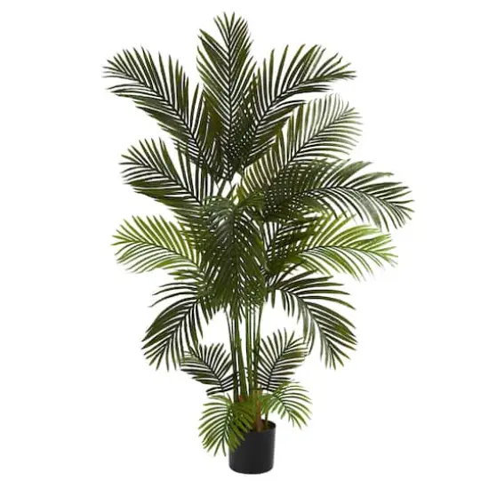 5.5ft. Potted Areca Palm Tree {1}