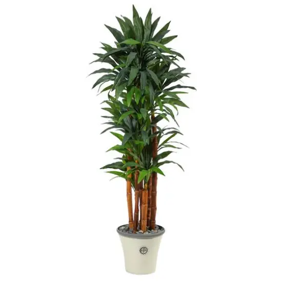 5.5ft. Dracaena Tree in Decorative Planter {1}