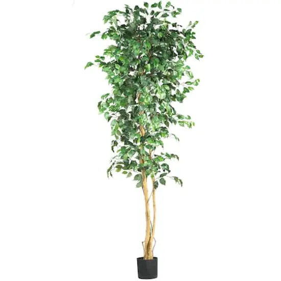 7ft. Potted Ficus Tree {1}